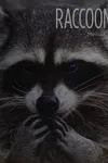 Raccoons