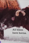 Bison
