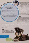 Miniature schnauzer