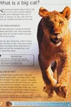Big cats