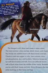 The Morgan horse