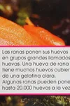 Las ranas