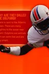 Miami Dolphins