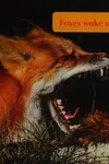 Foxes