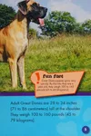 Great Danes