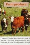 Cow
