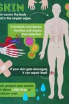 Human Body