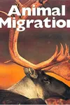 Animal migration