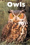 Owls