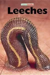Leeches
