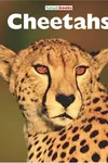 Cheetahs