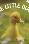 The little duck