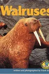 Walruses