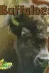 Buffaloes