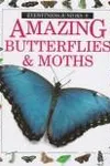 Amazing butterflies & moths