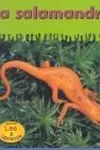 Newts