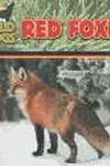 Red foxes