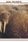 Walruses