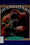 Orangutans