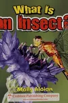 What is an insect?