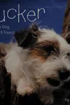 Tucker