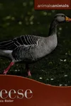 Geese