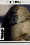 Baboons