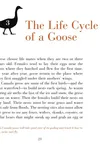 Geese