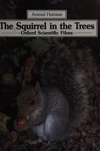 The squirrel in the trees