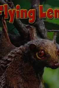 Flying lemur