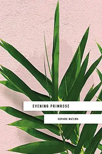 Evening primrose