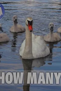 Capa de How many?