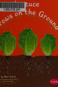 Lettuce grows on the ground