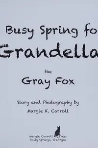 A busy spring for Grandella the gray fox