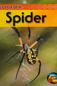 Life cycle of a spider
