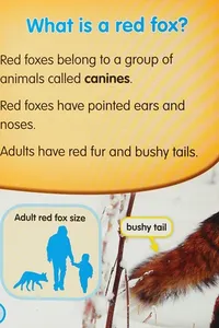 Red foxes