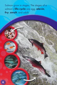 The life cycle of a salmon