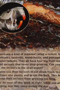 The beavers' busy year