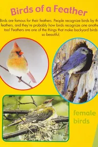Backyard birds