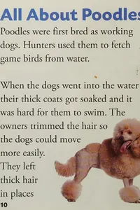 Poodle