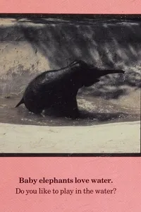 A zookeeper looks at elephants