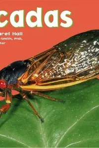 Cicadas