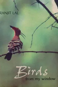 Birds from my window