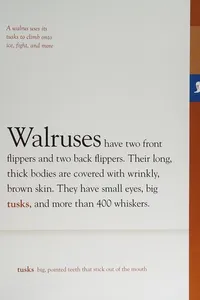Capa de Walruses
