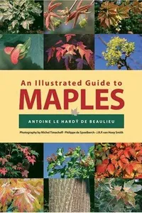 An Illustrated Guide to Maples