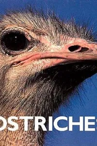 Capa de Ostriches