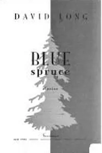 Blue spruce