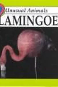 Flamingoes