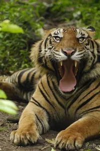 Asal-usul marga-marga Tapanuli Selatan