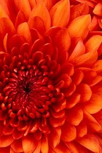 Great women of the Christian faith